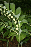 Polygonatum x hybridum RCP5-10 173.jpg